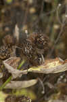 Lesser burdock